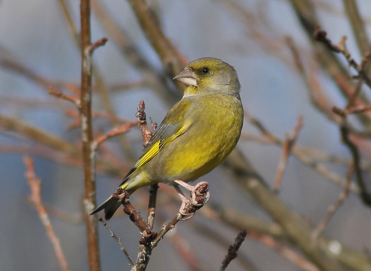 Carrellata di Verdoni - Carduelis chloris